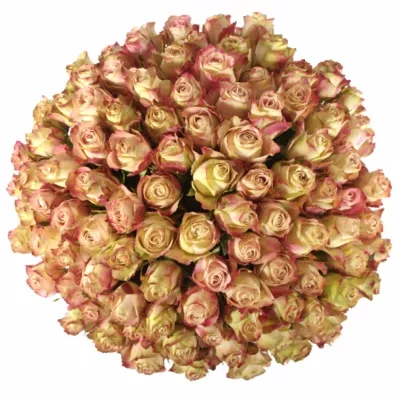 Kytice 100 růžových růží UPPER SECRET 50cm