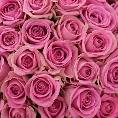 Kytice 100 růžových růží VIDEO 40cm