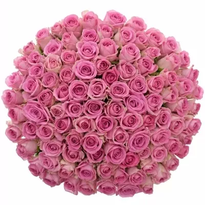Kytice 100 růžových růží VIDEO 50 cm