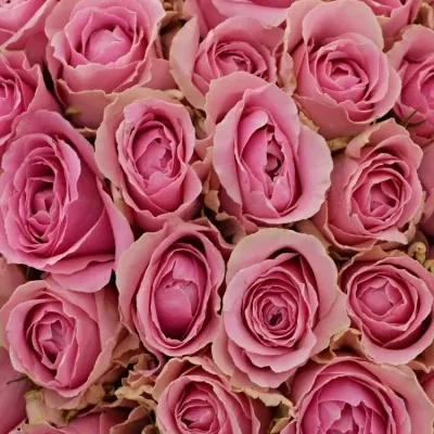 Kytice 100 růžových růží WHAM 60cm