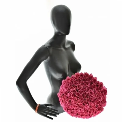 Kytice 100 růžových růží WILD CALYPSO 50cm