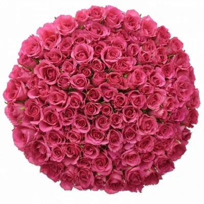 Jednodruhová kytice 100 růžových růží WILD CALYPSO 50 cm
