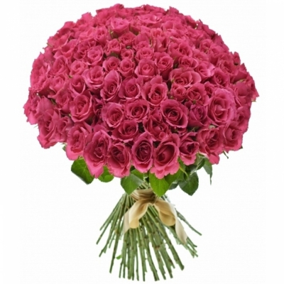 Kytice 100 růžových růží WILD CALYPSO 50cm