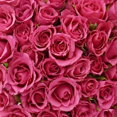 Kytice 100 růžových růží WILD CALYPSO 50cm