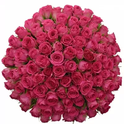 Kytice 100 růžových růží WINK 70cm