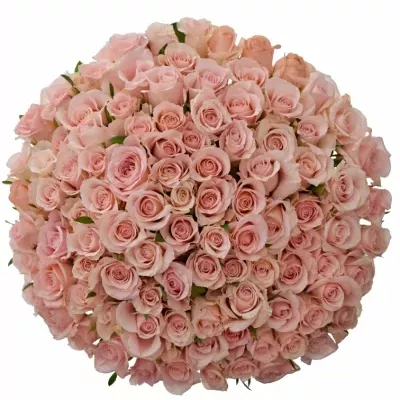 Kytice 100 růžových růží YVONNE 50 cm