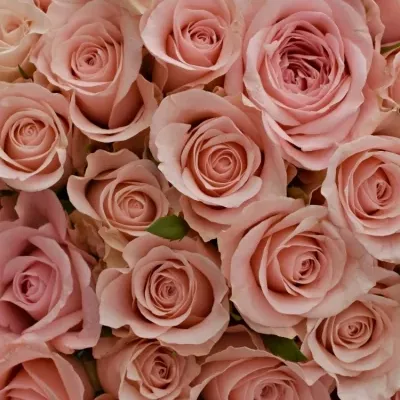 Kytice 100 růžových růží YVONNE 50 cm