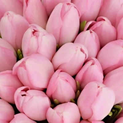 Kytice 100 růžových tulipánů DYNASTY