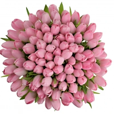 Kytice 100 růžových tulipánů DYNASTY