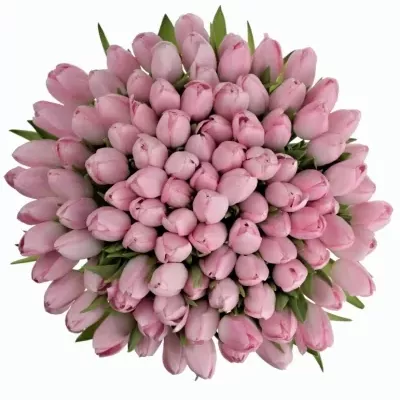 Jednodruhová kytice 100 růžových tulipánů 30 cm