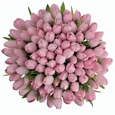 Kytice 100 růžových tulipánů 30cm