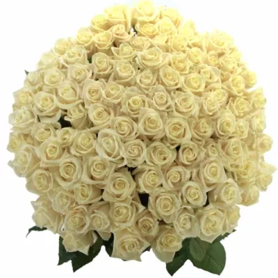 Kytice 100 smetanových růží VENDELA 55cm