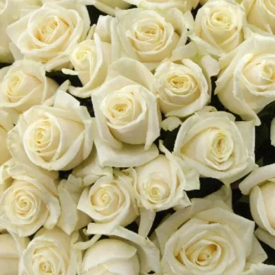 Kytica 100 smotanových ruží Vendel