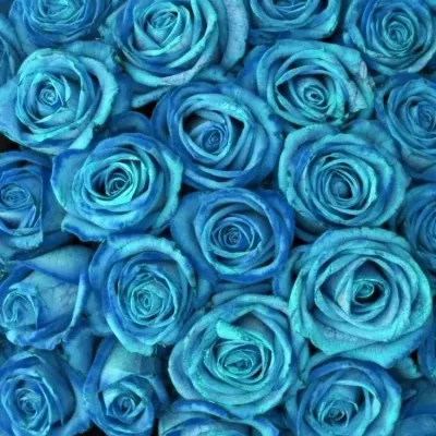 Kytice 100 světle modrých růží LIGHT BLUE VENDELA