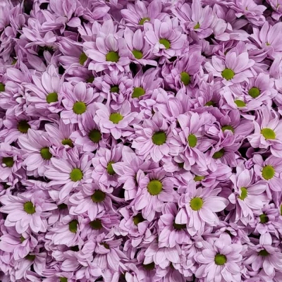 Kytice 100 světle růžová kopretinová chryzantéma