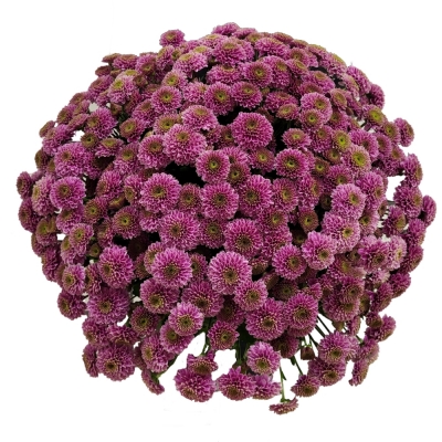 Kytice 100 tmavoružová plnokvetá chryzantéma santini 55cm