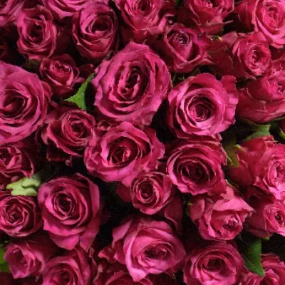 Kytice 100 třešňových růží VERY CHERRY 50cm