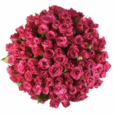 Kytice 100 třešňových růží VERY CHERRY 60cm