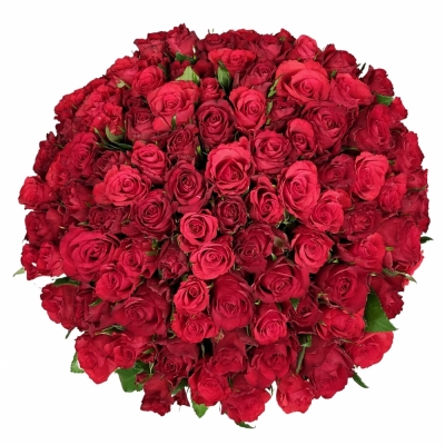 Kytice 100 vícebarevných růží ANETA 50 cm