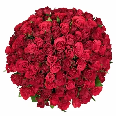 Kytice 100 červených růží ANETA 55 cm