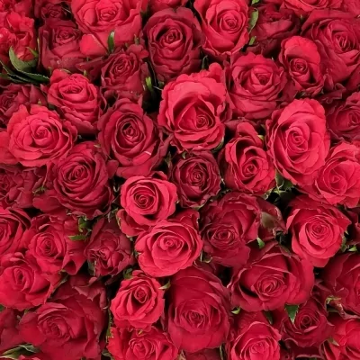 Kytice 100 vícebarevných růží ANETA