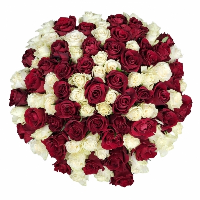 Kytice 100 vícebarevných růží ANNIKA 40 cm
