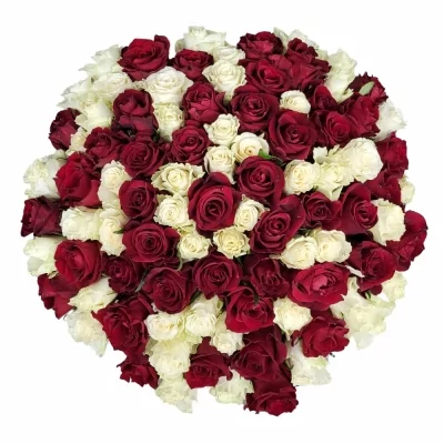 Kytice 100 vícebarevných růží ANNIKA 60 cm