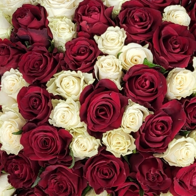 Kytice 100 vícebarevných růží ANNIKA