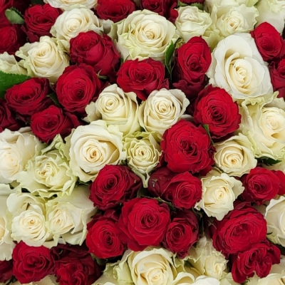 Kytice 100 vícebarevných růží JESSIKA
