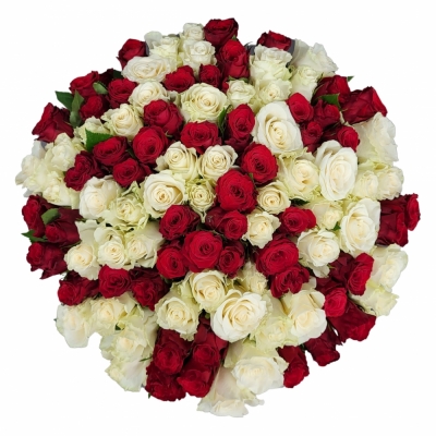 Kytice 100 vícebarevných růží JESSIKA 45 cm