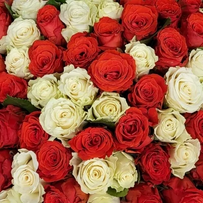 Kytice 100 vícebarevných růží JOVANA