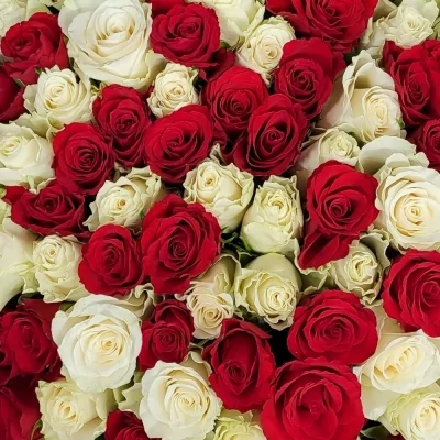 Kytice 100 vícebarevných růží JUDITA