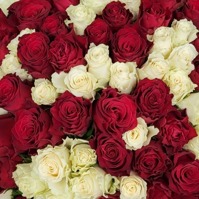 Kytice 100 vícebarevných růží KAYLA