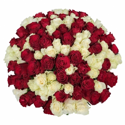 Kytice 100 vícebarevných růží KAYLA 50 cm