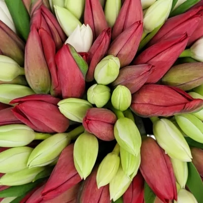 Kytice 100 vícebarevných tulipánů TABITA