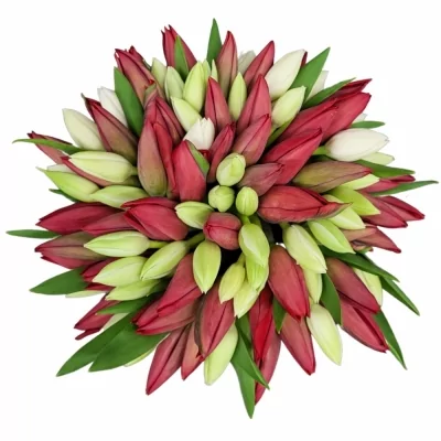 Kytice 100 vícebarevných tulipánů TABITA 30 cm