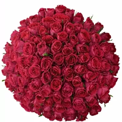 Kytice 100 vínových růží MADAM CERISE 50cm