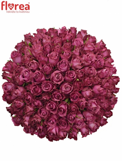Kytice 100 vínových růží BLUEBERRY 80cm