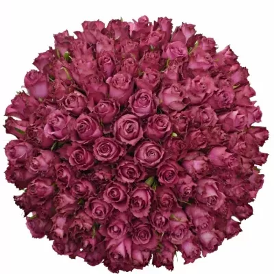 Kytice 100 vínových růží BLUEBERRY 40cm