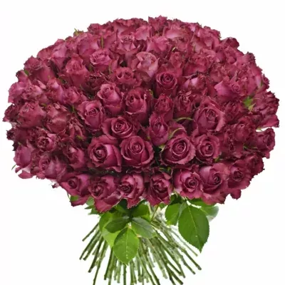 Kytice 100 vínových růží BLUEBERRY 60cm