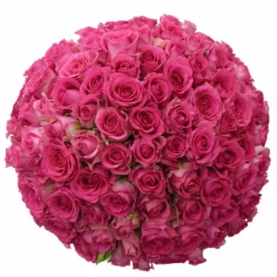 Kytice 100 vínových růží MARINA 60cm
