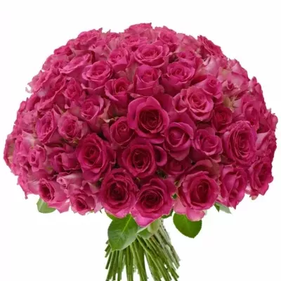 Kytice 100 vínových růží MARINA 60cm