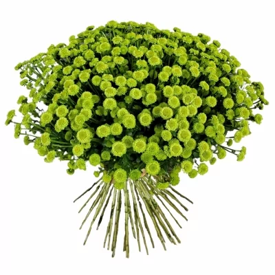 Kytice 100 zelená kopretinová chryzantéma santini