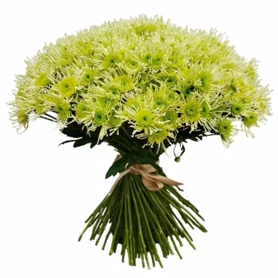 Kytice 100 zelených chryzantém santini GERLINDA 50 cm