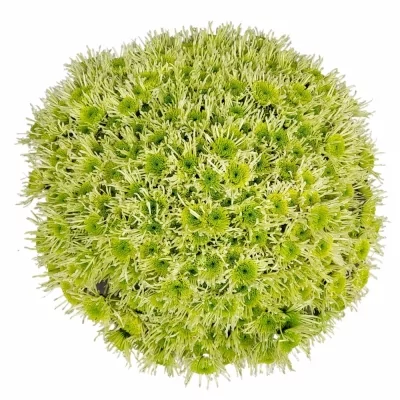 100 jednodruhových zelených chryzantém santini GERLINDA v kytici