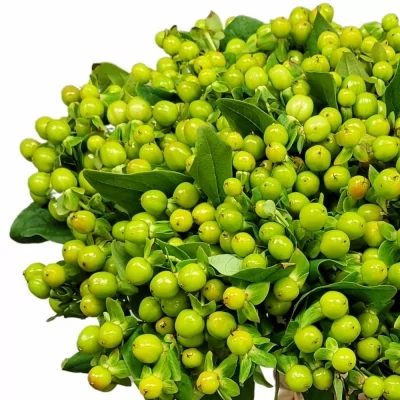 Kytice 100 zelených hypericum WANDA