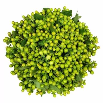 Kytice 100 zelených hypericum WANDA