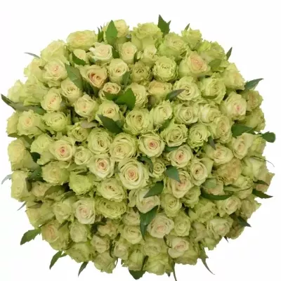 Kytice 100 zelených růží GREEN FASHION 40cm