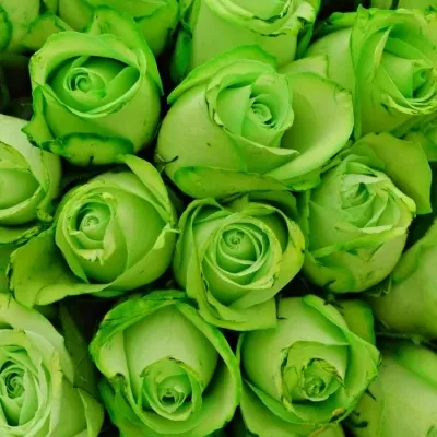 Kytica 100 zelených ruží GREEN snowstorm + 40cm
