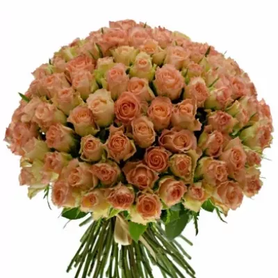 Kytice 100 žíhaných růží ANTIQUE DUETT 40cm